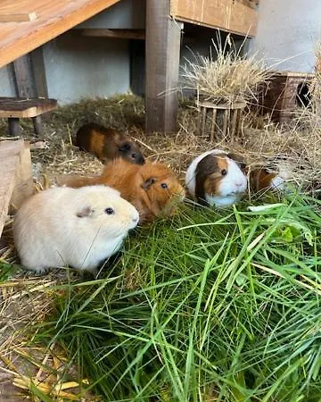 게스트하우스 Ferien Und Freizeithof Engelau